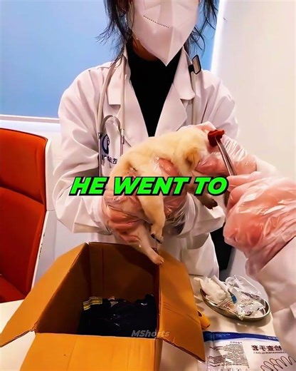 This Tiny Dog Survived a Scary Moment and Found