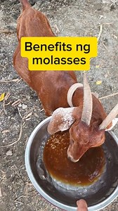 638K views · 9.3K reactions | Benefits ng molasses sa ating mga alagang kambing. #goats #kambing #goatfarm #goatfarming #molasses #buhaybukid | Goats-To-Kita | Facebook