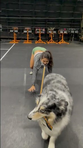 Girl Wear a Leash as Dog Walks Her to Train How to Walk Another