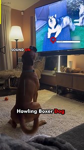 He Ain't Nothin But A Hound Dog 😂 | AKON
