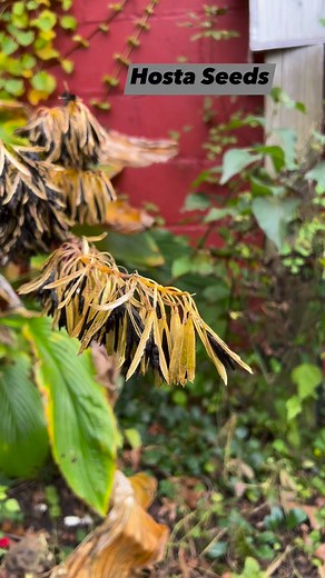 Have you grown Hosta from your own seeds? | The Thrifted Planter