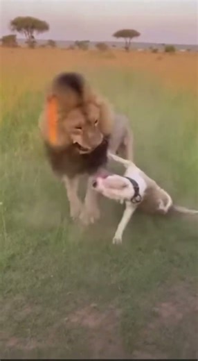 Pitbull FIGHTS Lion - PROTECTS Tourists 😱 #shorts #wildlife #pitbull