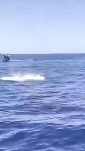 4M views · 12K reactions | Orca hunting dolphin. Video by @afelandrina....#killerwhale #killerwhales #orca #orcas #whale #whales #dolphins #biggsorca #biggskillerwhales #whalewatch #whalewatching #wildlifephotography #whalephotography #naturephotography #animalphotography #sealife #oceanlife #marinemammals | Bluewhaleshub | Facebook