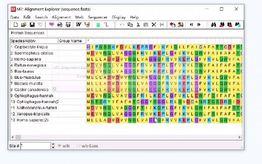 基因进化树的构建和美化（中） 【多序列比对与MEGA构建进化树】
