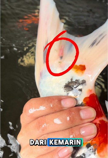 Mengatasi kutu kura pada ikan koi #kutuikankoi #kutukiller #koi #perawatankoi #ikankoi #koifish #koisakit #kolamkoi #obatkutukoi #koifarm #koimurah #CapCut