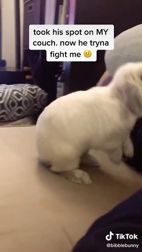 Angry Bunny Takes Over Couch and Tries to Fight Owner