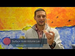 IB Biology: Cell Model Surface Area to Volume Lab