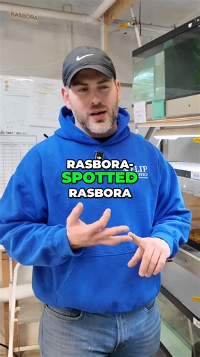 Micro Rasboras are a Flip favorite because they are so small and perfect additions to shrimp tanks! Shop ALL Rasbora https://flipaquatics.com/collections/rasbora Shop Shrimp Compatible https://flipaquatics.com/collections/shrimp-compatible-fish Other Helpful Links: 👨‍👩‍👧‍👦 Unlock exclusive content & perks — Join the Aquarium Club! Join here 👉 https://www.youtube.com/channel/UCwqXcfzaWIkNPtvlYuLb1Dg/join 👾 Join our Flip Fam on Discord — chat, learn, and connect with our community! Hop in he