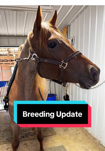 Breeding Season Update: Latest News and Tips for Horse Breeders