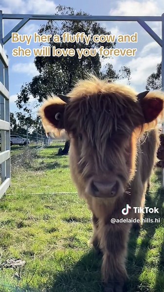 Adorable Highland Cow Compilation: Funny and Cute Moments
