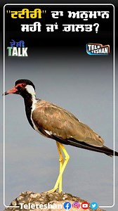 #teleteshan #desitalk #arunahuja #vickydhindsa #lapwingbird #redwattledlapwing #barrish #india #punjab | Tele Teshan