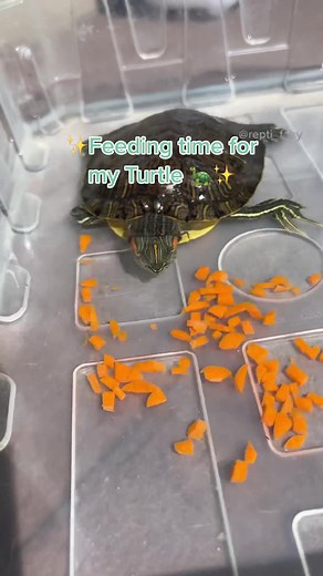 Turtle Feeding Guide: What to Feed Your Pet Turtle