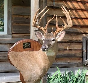 GIANT Adirondack whitetail [Colt Russell Buck] | N1 Outdoors