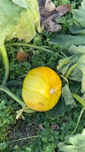 10.24.3025 Pumpkins are Harvested