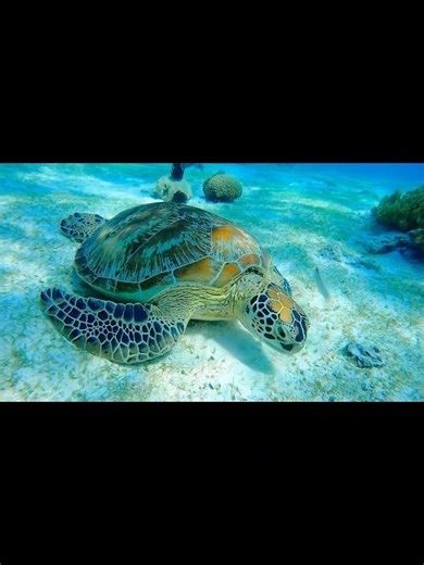 Balicasag Island Snorkeling : Underwater World 🐢#balicasagisland #philippines #bohol #seaturtles