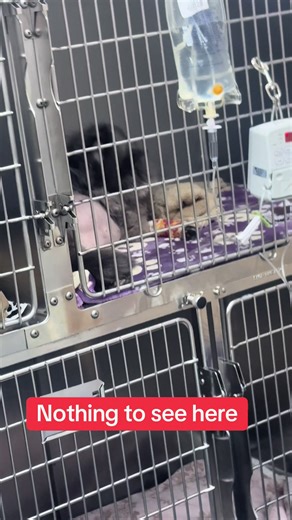 Essential Tips for Cat Belly Cleaning by a Veterinarian