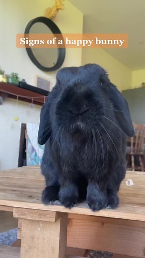 Signs of a Happy Bunny: Understanding Rabbit Behavior