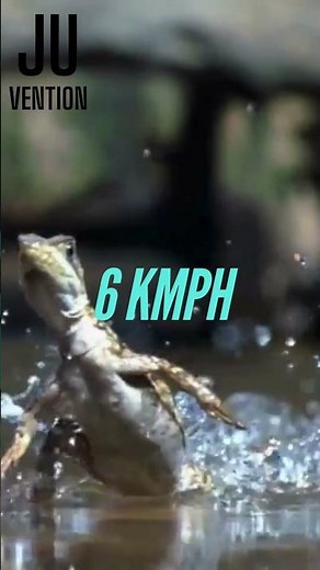 Why the Basilisk Lizard Can Run on Water