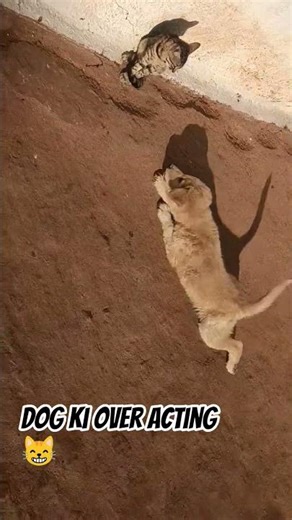 cat's video viral....meri kitty🐈and tigar #funny #comedy #cat#dog #viralvideo #shortvideo #subscribe