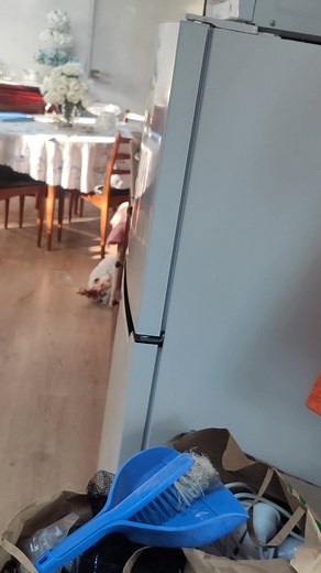 As you know, I sleep in the ICU, so, there's no one in the house until morning. Shadow heard the door open this morning, and, well "who is it"? 😑😑😑 | Let The Ladies Go