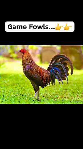 Game Fowls #gamefowls | Farming Tech& Business