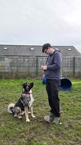 Time for #SaturdaySpotlight💡 This week, we'd like to reintroduce you to Billy, a 1 year old Shepherd X Large breed who is looking for an adult only home and will need to be the only animal in the home. Billy first came into our care as a 7/8 month old lad and at the time was very silly and over the top. He was rehomed and his new family worked really hard with him, and loved him dearly, but found his behaviours too challenging to manage within their time and lifestyle and worried they were simp