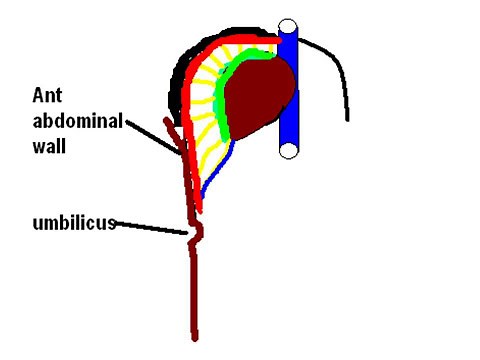 Falciform Ligament: Your Guide to the Liver's Anchor | Anatomy Explained