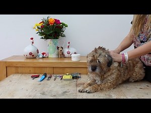 SIMPLE WAY TO GROOM A TERRIER