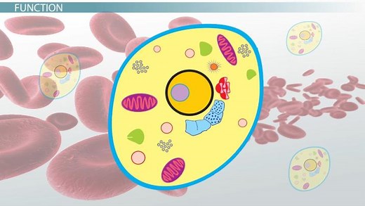 Cytoplasm | Definition, Function & Structure