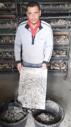 Bird Feeding Techniques with Multi-Tiered Birdcage