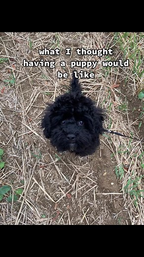 Puppy life is hard #puppy #expectationvreality #expectationvsreality #cavapoo #cavapoopuppy #cavapoochon #puppylove #cute