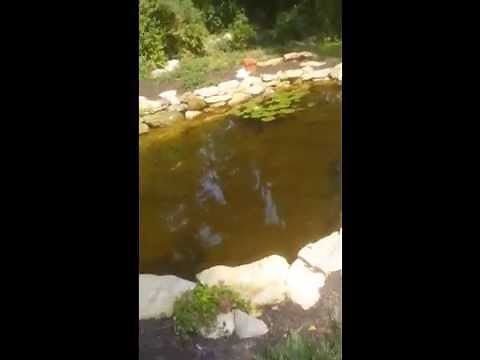 TMC Proclear UV 30 Ultraviolet light and skippy koi pond filter