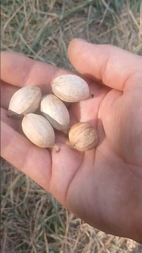 Hickory Nut Harvest #oldschoolalaska #natureshorts