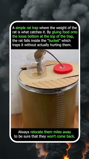 Why Distance Matters When Relocating Wildlife