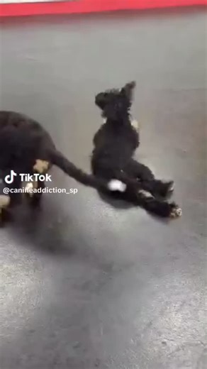  Puppy Social Hour!  An hour of safe, supervised, tail-wagging fun...