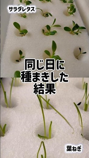 同じ日に種まきした葉ねぎとレタス 発芽からの成長スピードにここまで差が出ました 水耕栽培で育てています 次回は水耕栽培キットの組立編を投稿予定です #水耕栽培#家庭菜園#レタス#葉ねぎ#比較動画