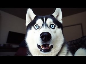 Huskies being dramatic! (Ultimate Funny Husky Compilation)