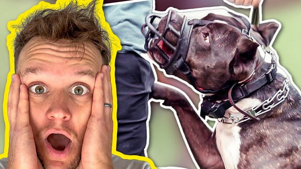 How do you train an aggressive reactive dog? In this dog training video, celebrity dog trainer Tom Davis goes over why this dog has become aggressive and the steps his owners need to make to become successful. Join the Official No Bad Dog Members club! 👉🏻 https://club.upstatecanine.com/ UK Seminar tickets 👉🏻 https://www.eventbrite.co.uk/e/a-weekend-with-tom-davis-uk-tickets-349607995927 US Seminar tickets 👉🏻 https://www.eventbrite.com/o/americas-canine-educator-32691319497 NO BAD DOG MERCH