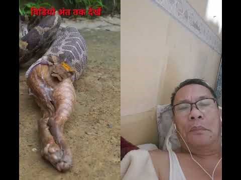 python eating. subscribe