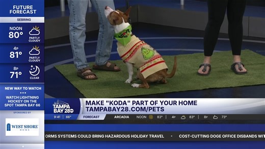 14 reactions · 19 shares | Meet Koda! This boy is just over a year old! He loves to lounge around or run and play! He gets along great with other animals! Loves smaller dogs and can get along with bigger dogs with a proper introductions! He is also house and crate trained! If he sounds like your new best friend, head to tampabay28.com/pets | Blake Phillips | Facebook