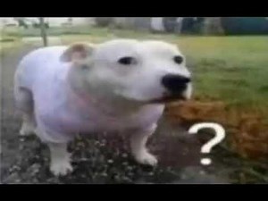 Dog standing next to question mark