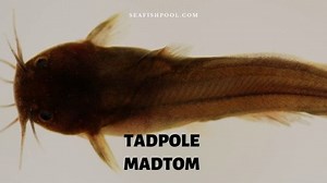 Tadpole Madtom Catfish - Profile | Sting | Aquarium - SeaFish