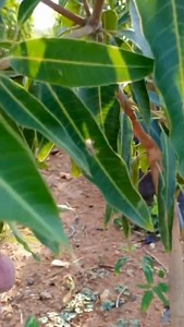 85K views · 1.5K reactions | Apple Mango 350 | Mark Soriano | Facebook