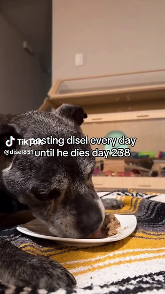 proof we feed disel🫩 (song suggested by @SpawnedMarvel )