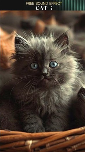 CAT SOUND EFFECT 4 #freesoundeffects #funny #cats #catmeow #catsounds #sound #viralcats #kitten