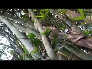 Types of Bamboo in a Clump and Their Use