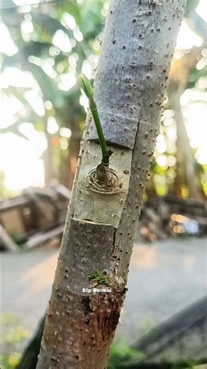 simple grafting tips 🌿🌳 #plants #garden #gardening #nature #craft #diy #grafting