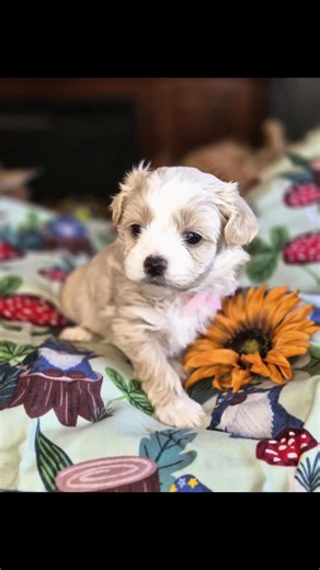 Happy Healthy Social Puppies from Our Home to Yours Www.barbspreciouspups.com 702 581 6963 #foryoupage #puppiesforsale #peekapoo #furbabies #adorablepuppy #playfulpuppy | Barb's Precious Pups-Shih Tzu, Shorkie, Maltipoo Puppies