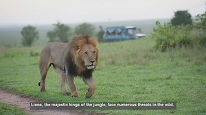 10 Key Lion Research Programs Safeguarding Africas Big Cats