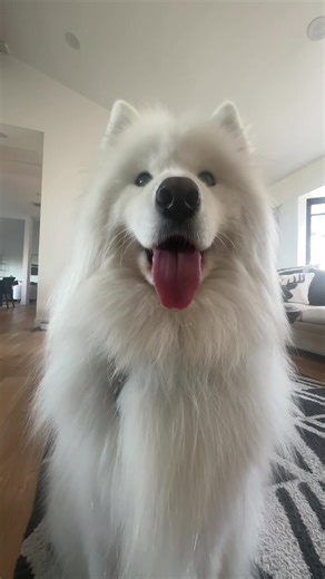 Adorable Samoyed Dog Moments